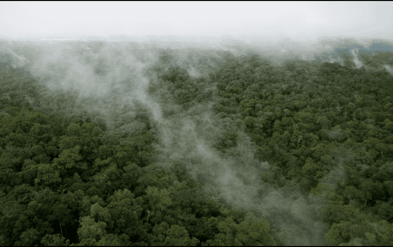 En foros de la ONU, Brasil ha promovido planes de reforestación masiva como el “Arco de la Restauración”, cuyos objetivos de recuperación para 2030 y 2050 dependen directamente del compromiso político del próximo gobierno.  ESPECIAL