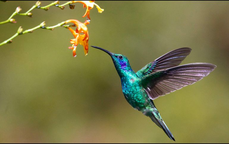 La respuesta sobre el origen de esta idea se encuentra entrelazada entre la rica historia de la cosmovisión mesoamericana. UNSPLASH