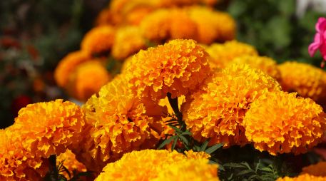 El secreto para que tus flores permanezcan durante los días más significativos, es elegirlas bien desde el principio. UNSPLASH