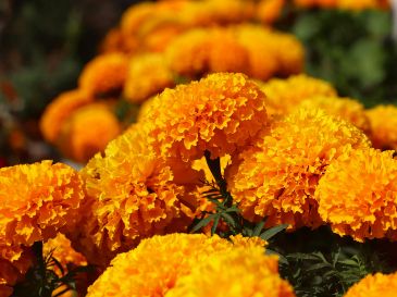 El secreto para que tus flores permanezcan durante los días más significativos, es elegirlas bien desde el principio. UNSPLASH