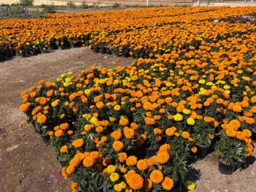 Sigue los mejores tips para conservar tus flores de cempasúchil frescas y radiantes durante toda la celebración. SUN/P. Gamboa