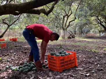 Aguacateros michoacanos denuncian supuestas malas prácticas por parte de empacadores. SUN/ARCHIVO
