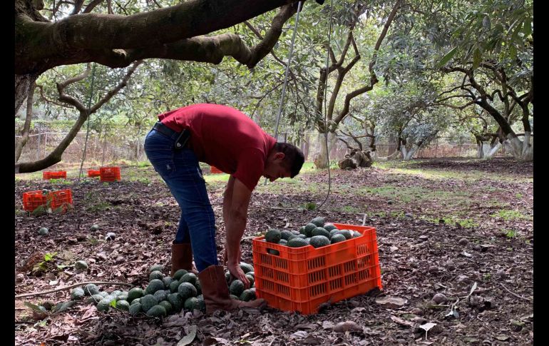 Aguacateros michoacanos denuncian supuestas malas prácticas por parte de empacadores. SUN/ARCHIVO