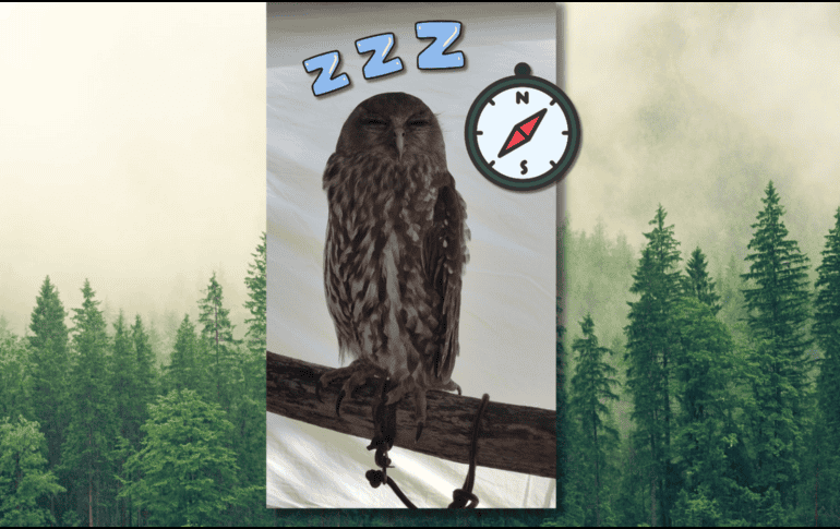 Más que perderse, las pardelas parecen sufrir algo parecido a un pequeño jet lag que modifica durante un tiempo la brújula con la que leen el cielo. CANVA / ESPECIAL