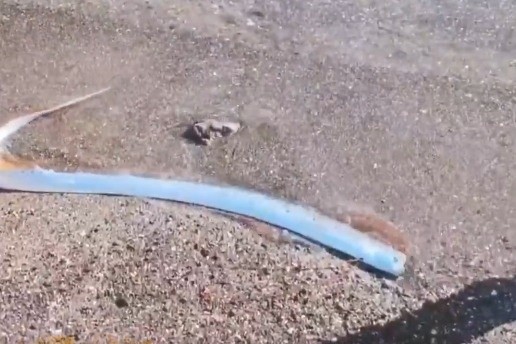 El pez remo se distingue de otras especies por su cuerpo delgado y su rostro achatado. CORTESÍA 