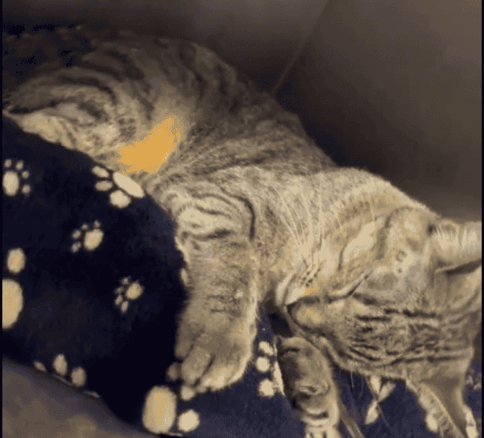 Foto tomadas de la cuenta del propietario mientras la gatita era atendida en el veterinario