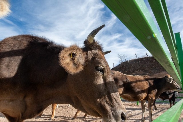  ESPECIAL/ GOBIERNO DE TLAJOMULCO 