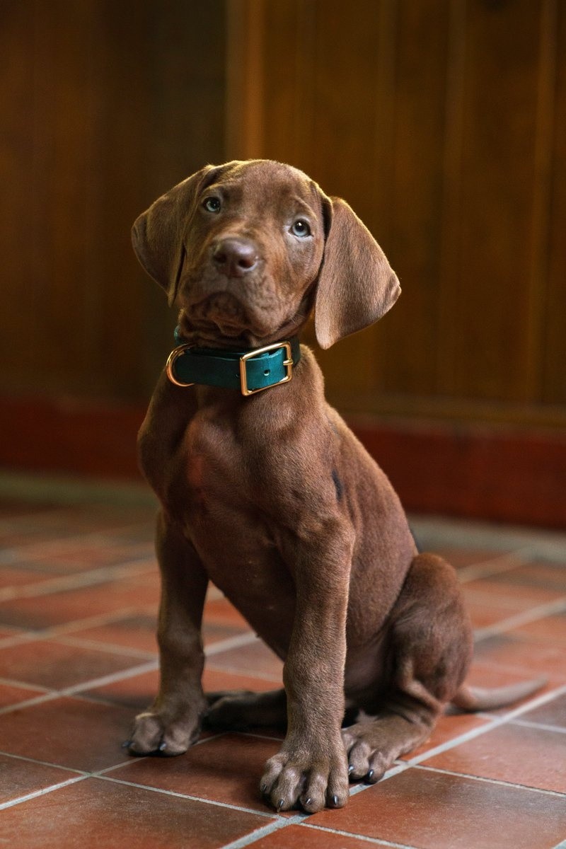 &nbsp;Así luce Scooby-Doo en la nueva serie de live action. ESPECIAL / Netflix